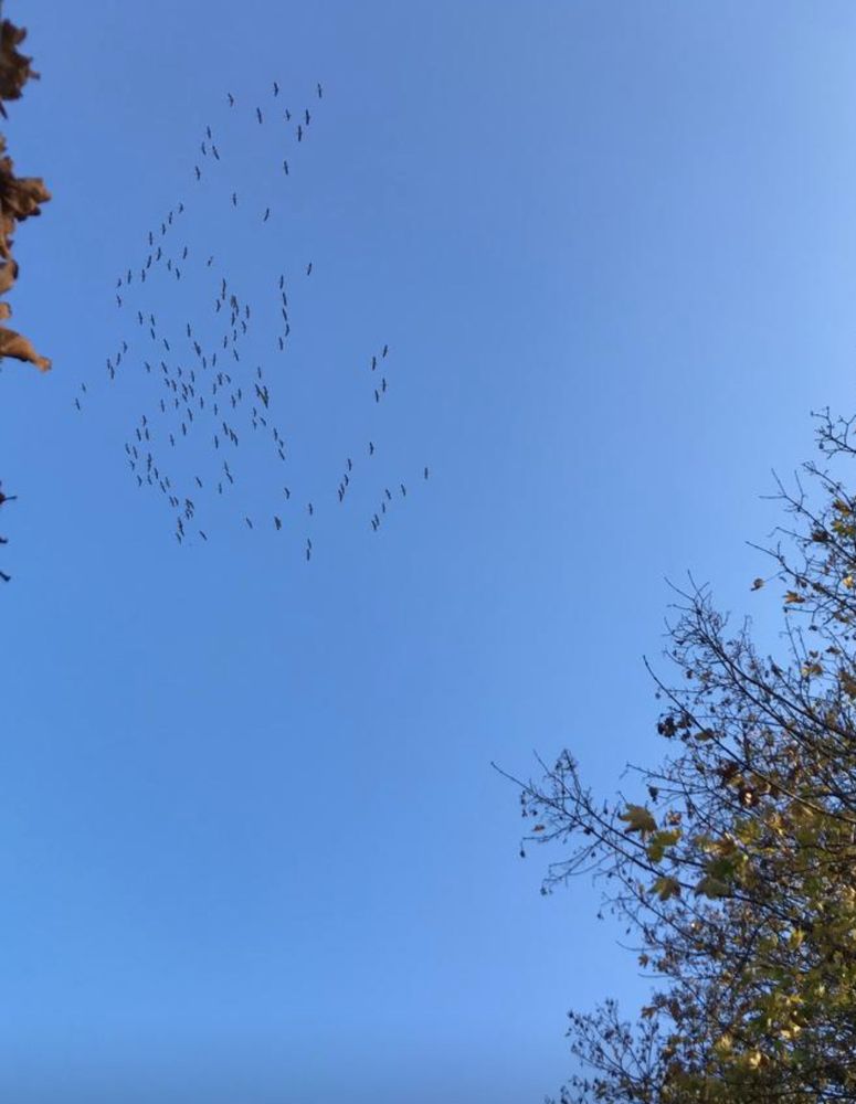 eine Schar Wildgänse am Himmel