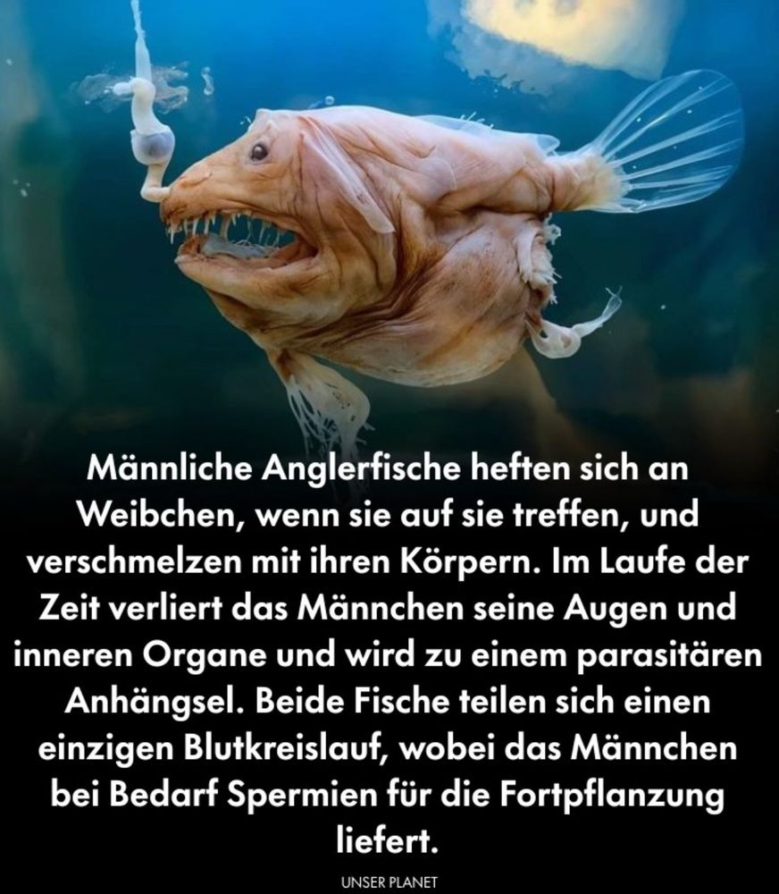 Sharepic mit Anglerfisch

Männliche Anglerfische heften sich an Weibchen, wenn sie auf sie treffen, und verschmelzen mit ihren Körpern. Im Laufe der Zeit verliert das Männchen seine Augen und inneren Organe und wird zu einem parasitären Anhängsel. Beide Fische teilen sich einen einzigen Blutkreislauf, wobei das Männchen bei Bedarf Spermien für die Fortpflanzung liefert.
UNSER PLANET