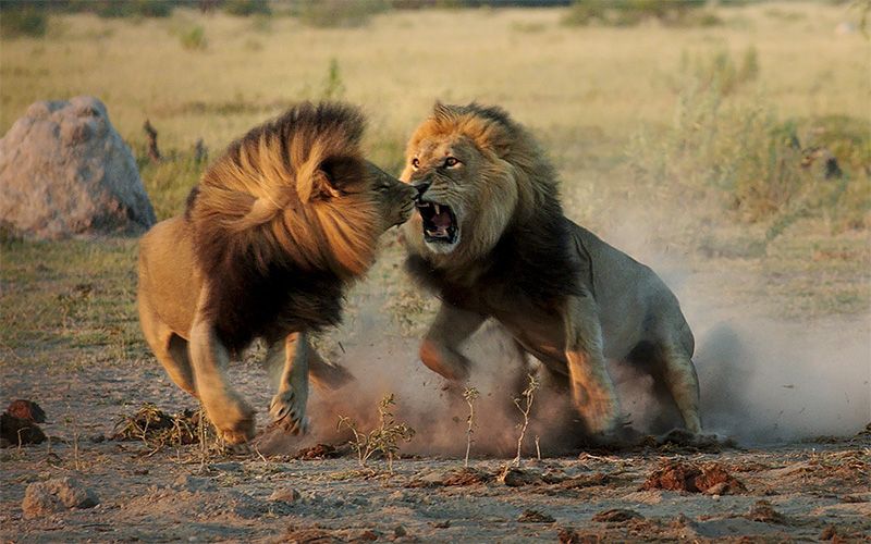 Two male lions fighting on savannah