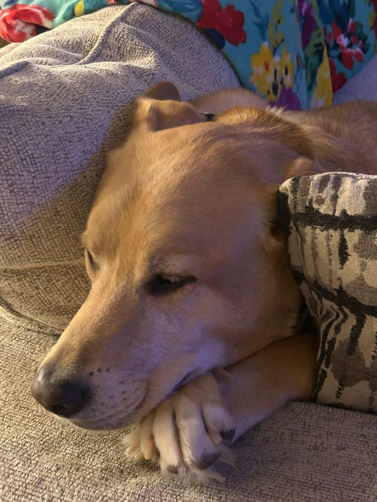 Wally resting his face on crossed feet 