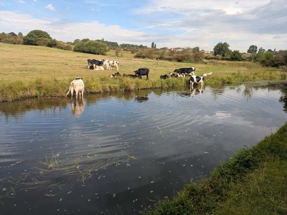 Cows keeping cool standing in a canal 