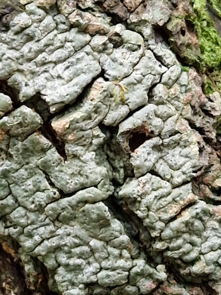 Close-up photo of lichens.