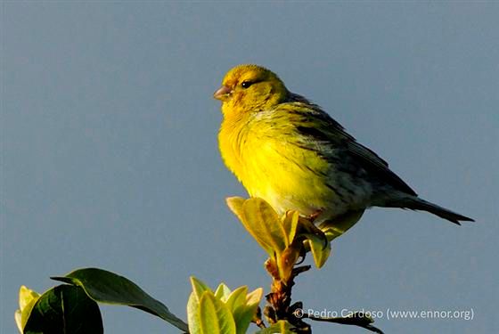 A photo of a small yellow and greenish songbird perched on the tip of a leafy branch against a plain blue-gray background. The bird is facing left, with sunlight illuminating its bright yellow chest and head. 