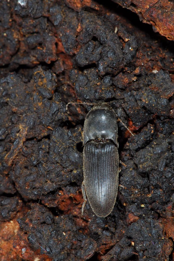 Close-up photo of a dark, metallic click beetle resting on a textured, dark brown and black surface. The beetle has an elongated body with parallel grooves running lengthwise along its hardened wing covers.