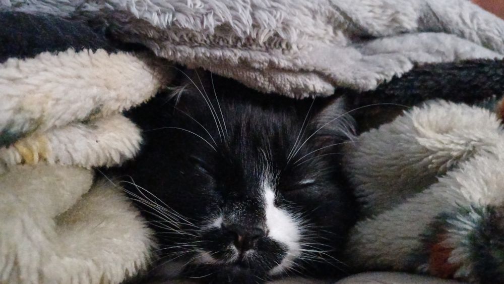 Cabeça do gato frajola Chorão, com suas longas sobrancelhas e bigodes brancos, soterrada em cobertores de pelo. Ele está de olhos fechados e uma expressão pacífica.