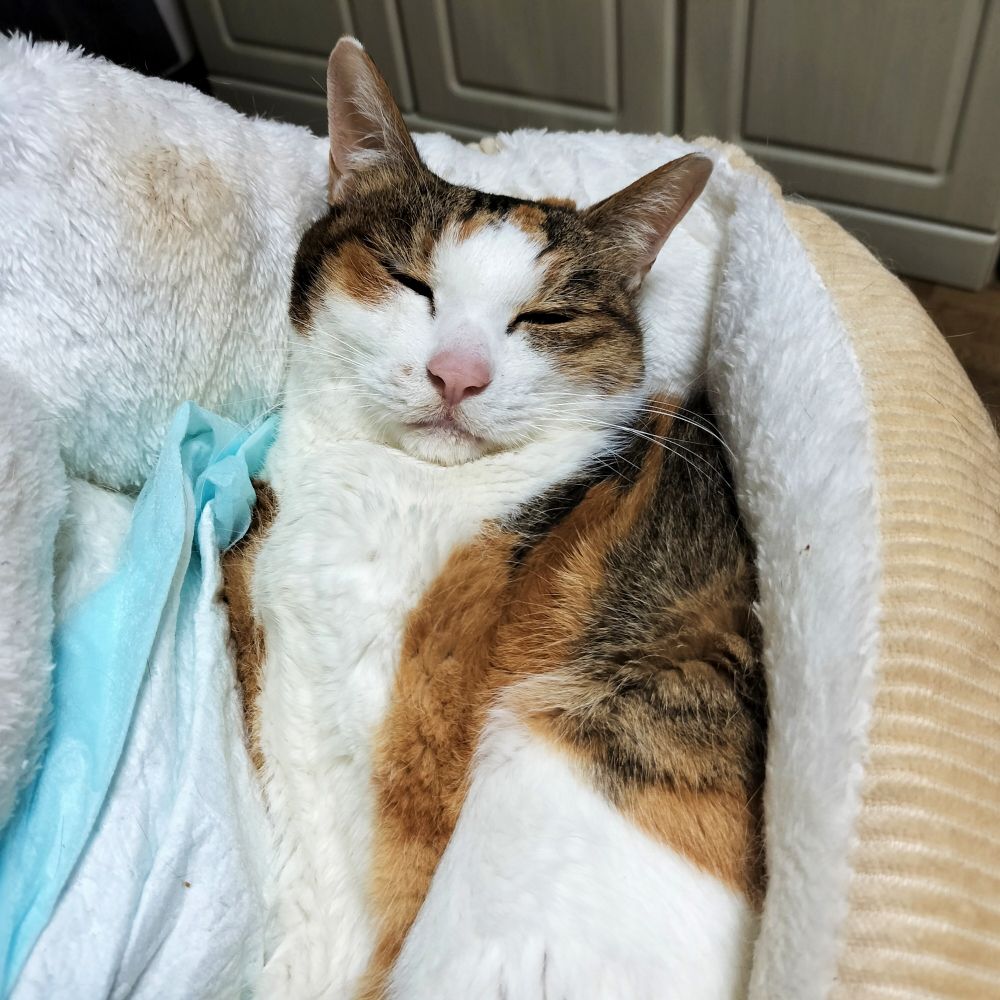 6月のみゃあちゃん(アップ)