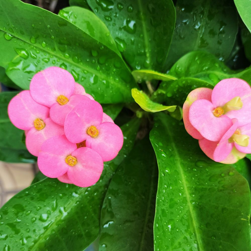 ハナキリン
トウダイグサ科
マダガスカル