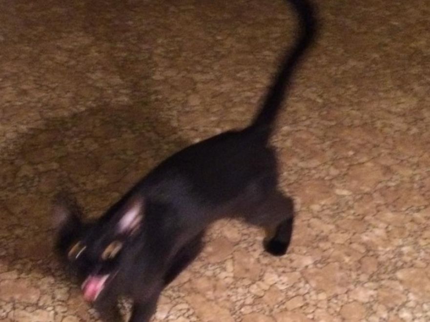 a kitten meows at the camera. the kitten is blurred from motion. 