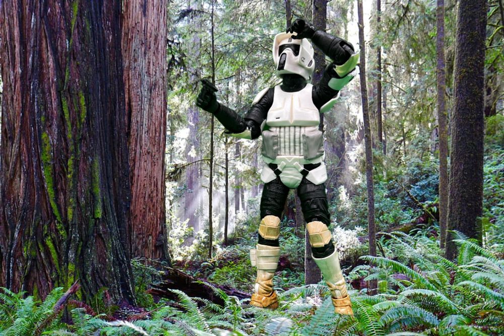 A Biker Scout standing in a very Endor-looking forest. I don’t know if I found actual “Endor” pics or just went looking for the Redwood Forest.