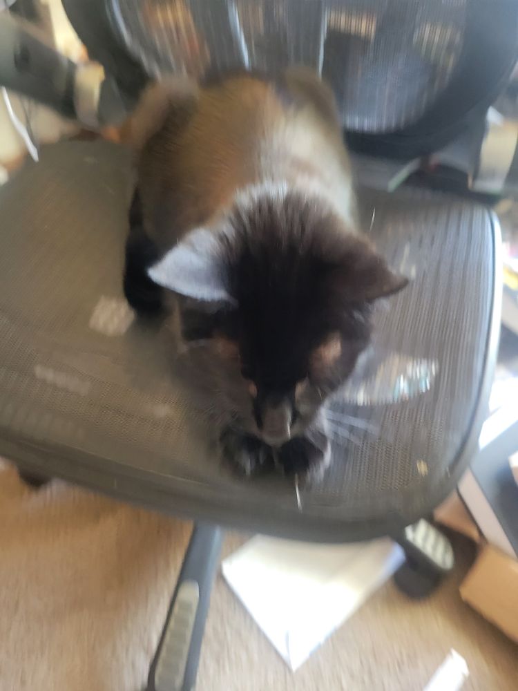 A blurry picture of Quick the Cat
