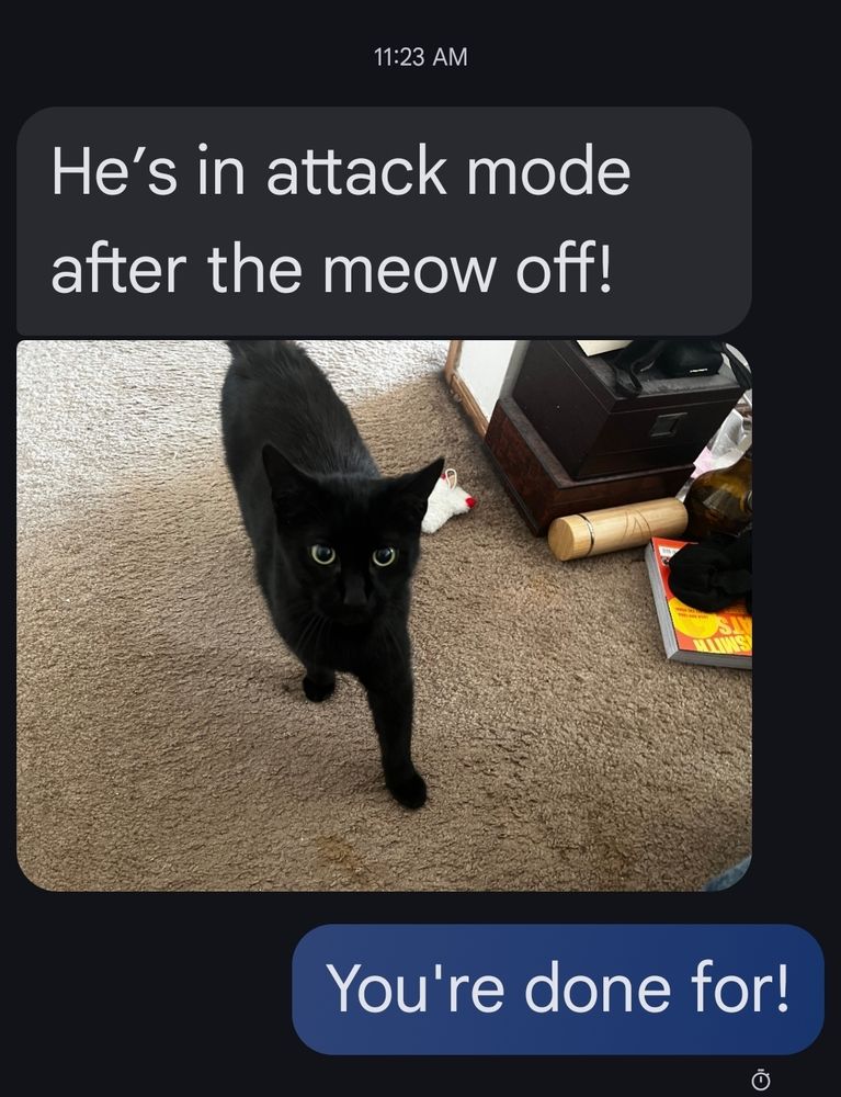 Quick the Cat approaches the photo taker after dispatching Lambchop. Photo taker texts, "He's in attack mode after the meow off!" I text back, "You're done for!"