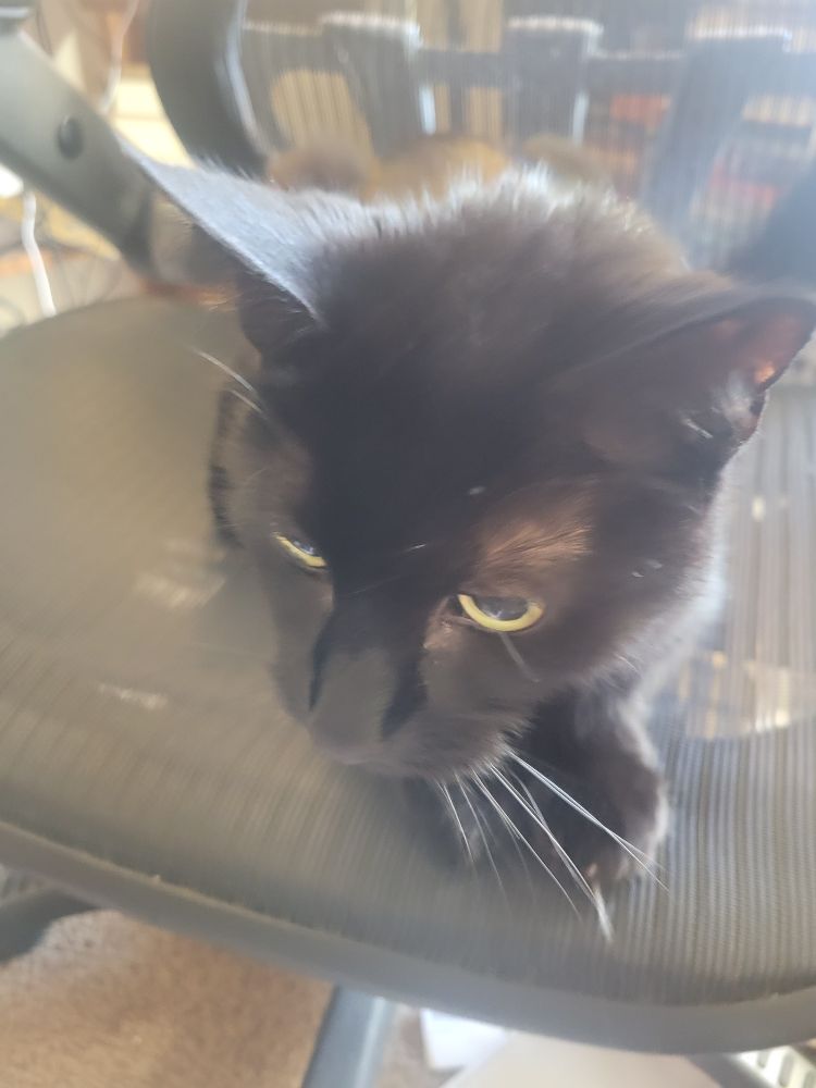 A less blurry closeup picture of Quick the Cat