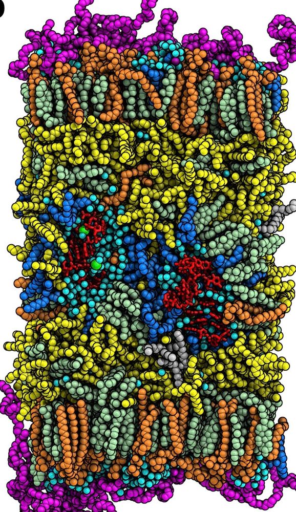 LNP-mimetic membrane with mRNA (red)