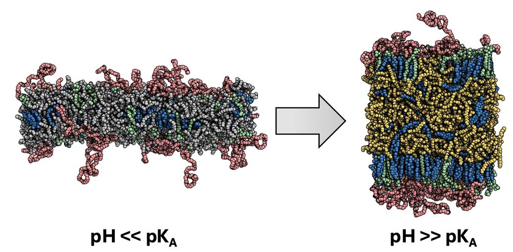 Phase transition of LNP lipid formulation