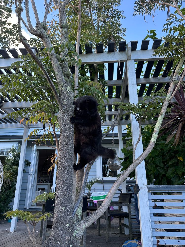 Black cat 1/2 way up 1/2 way down tree hanging in there looking down