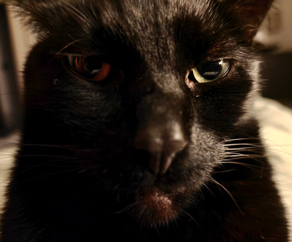 Cedric the cat FACK OFF WHAT ARE YOU LOOKIN AT CANT?