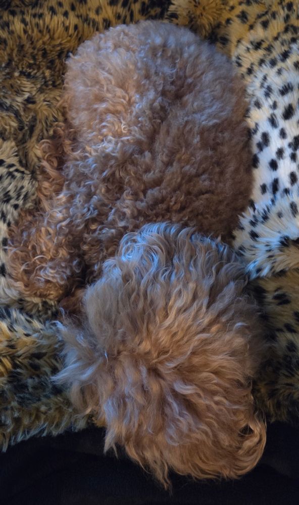 Barboncino rosso accoccolato su coperta di pelliccia maculata visto dall'alto 