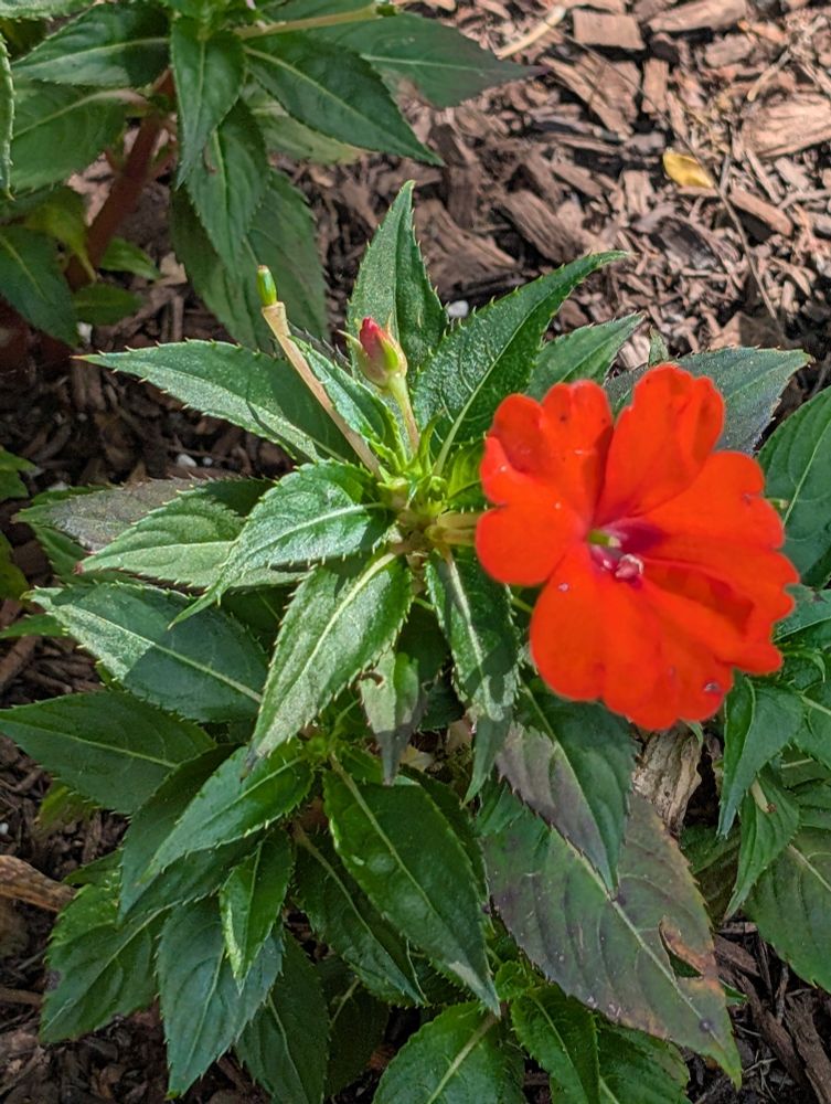 Red-orange flower and a bud.