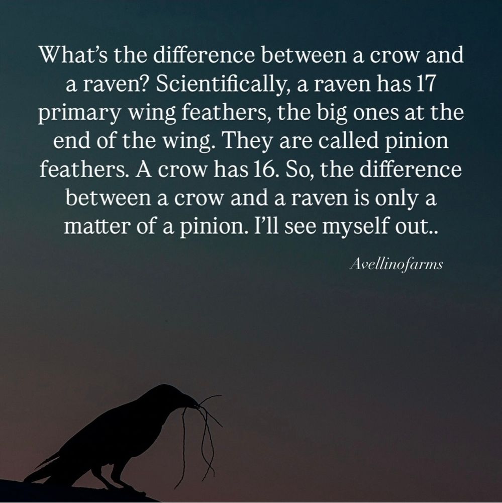 What is the difference between a Crow and a Raven?
Scientifically, a Raven has 17 primary wing feathers, the big one at the end of the wing. They are called Pinion feathers
A Crow has 16.
So, the difference between a Crow and a Raven is only a matter of a Pinion.
I'll see myself out...
Avellino Farms