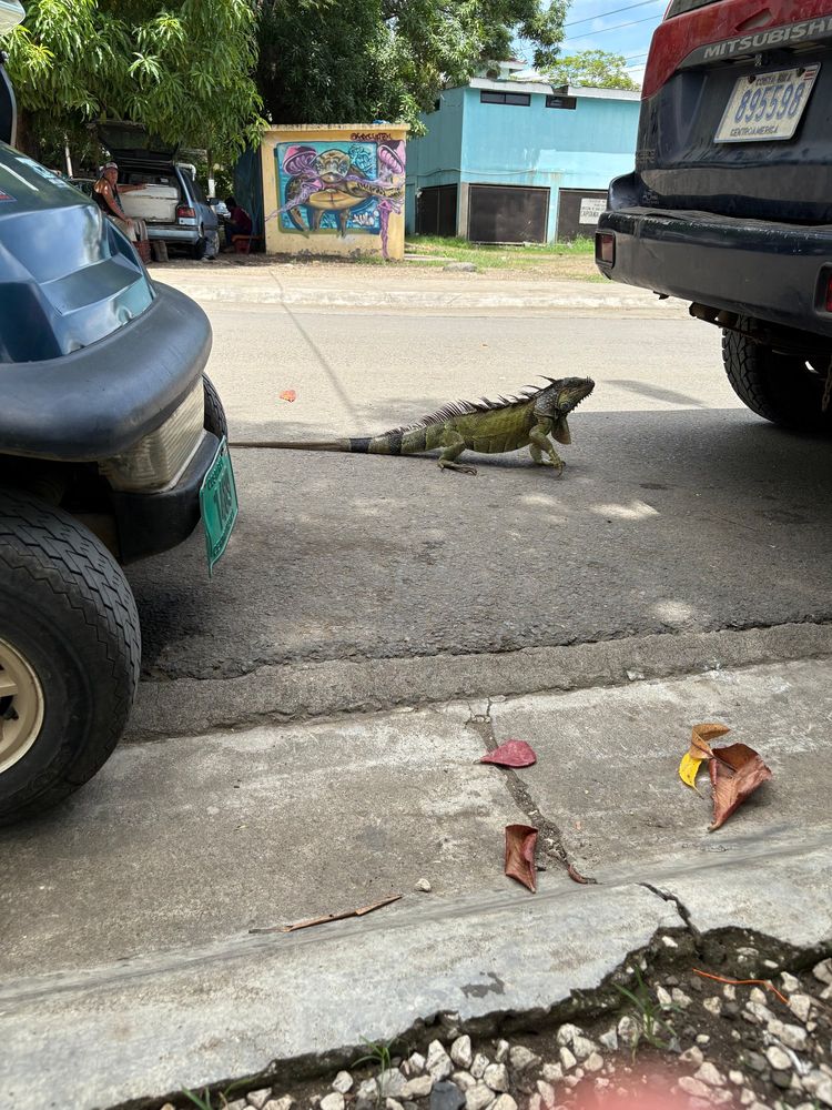 A large iguana between two parked cars.