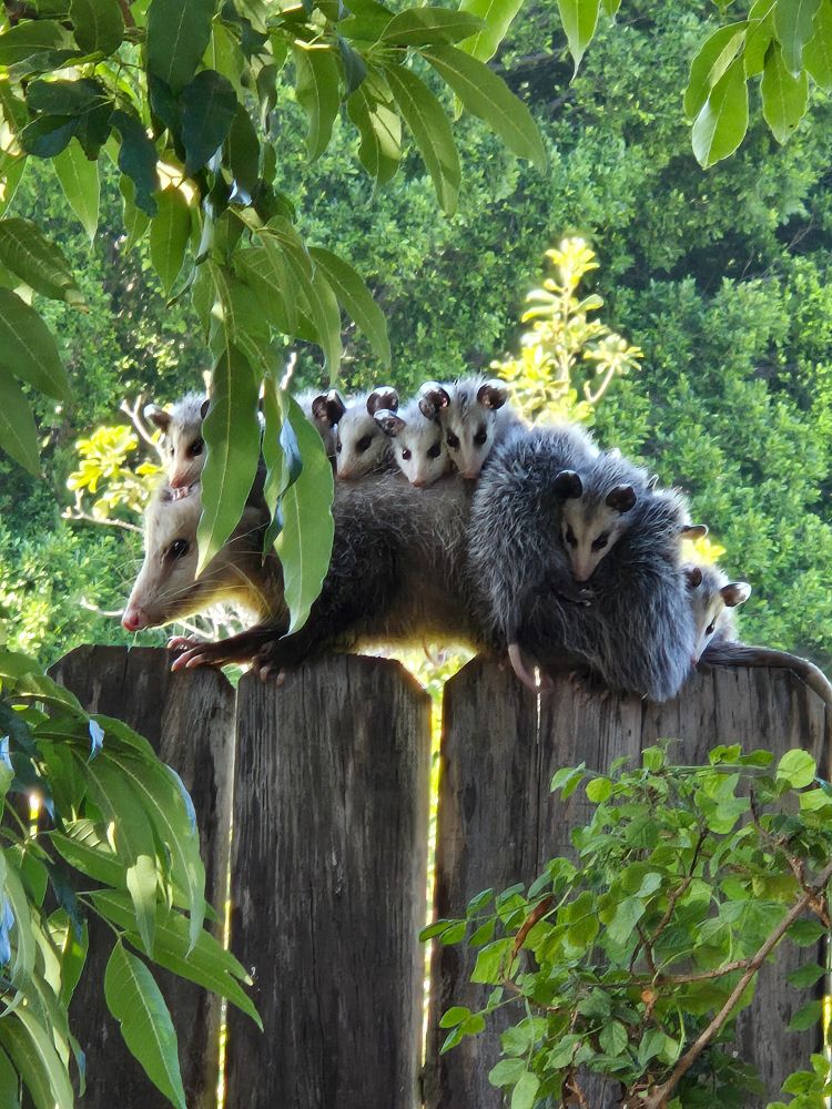 Mama and her pups on the fence 