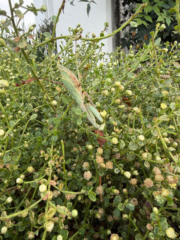 Inverted praying mantis on a plant 