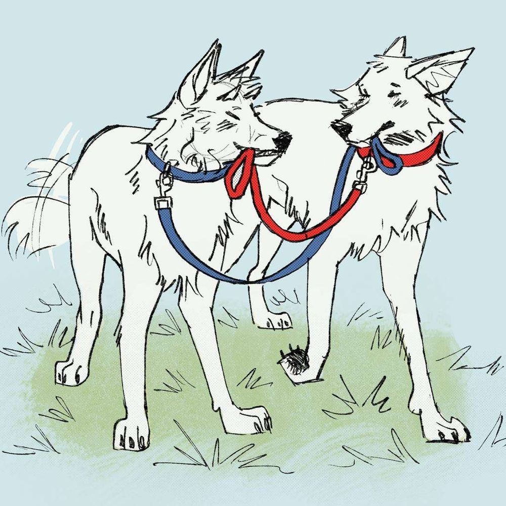 A doodle of two coyotes walking another holding their leashes 