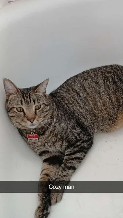 A tabby cat reclines in an all-white bathtub, looking off screen. His name tag reads "Hello my name is Bastard". The caption says "Cozy man"