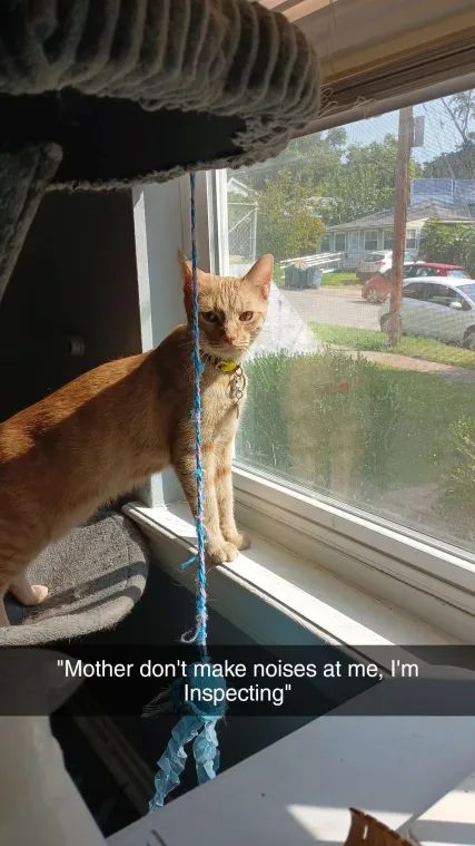 An orange cat looks with irritation at the camera, having been disturbed from looking out of the window. The caption reads "Mother don't make noises at me, I'm Inspecting"