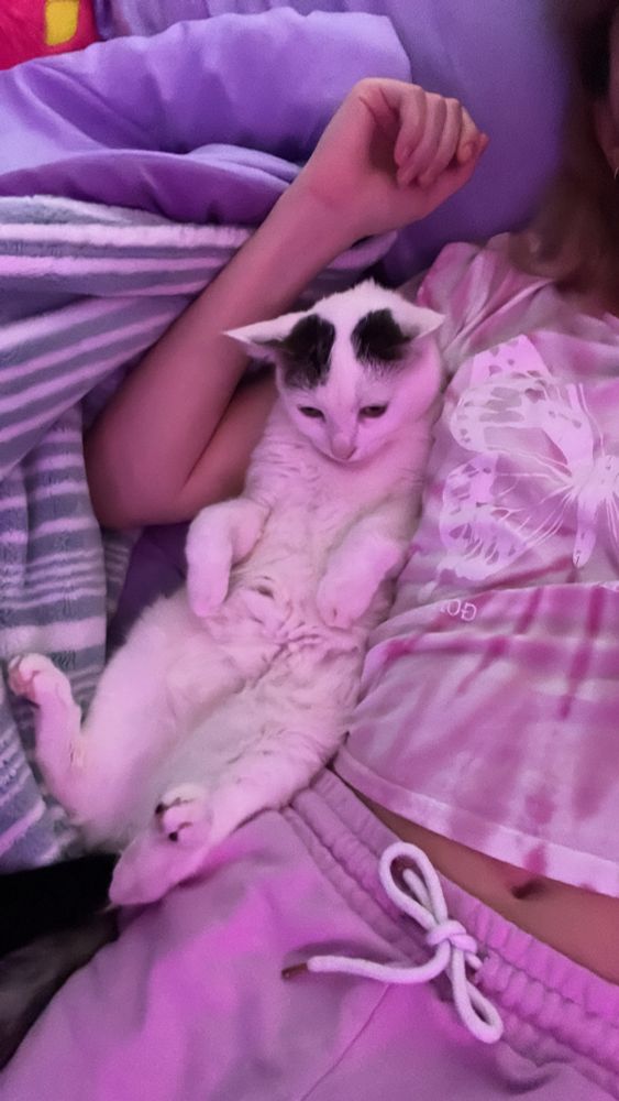 my kitty on her back laying down next to me