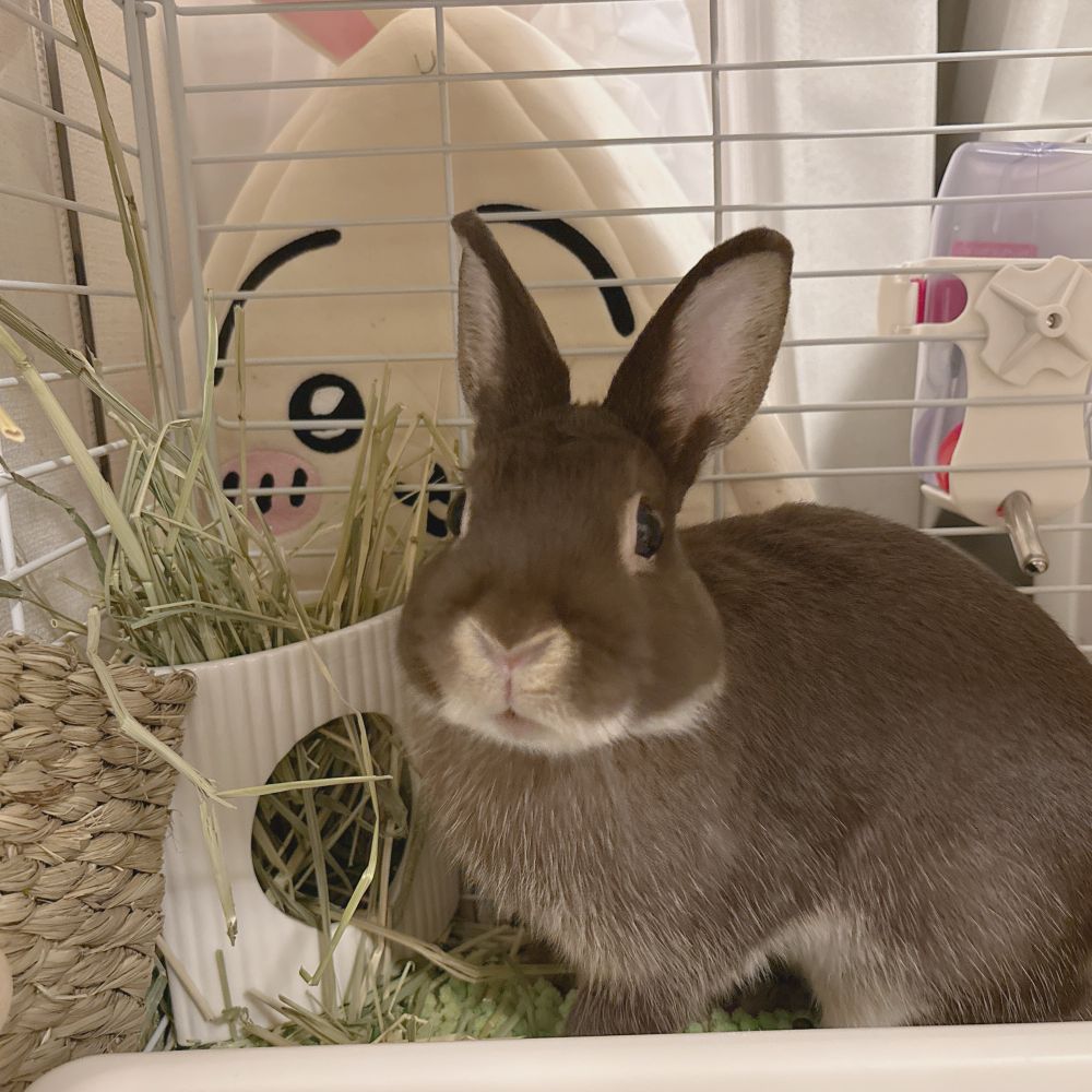 ハッ　という顔をしているうさぎ