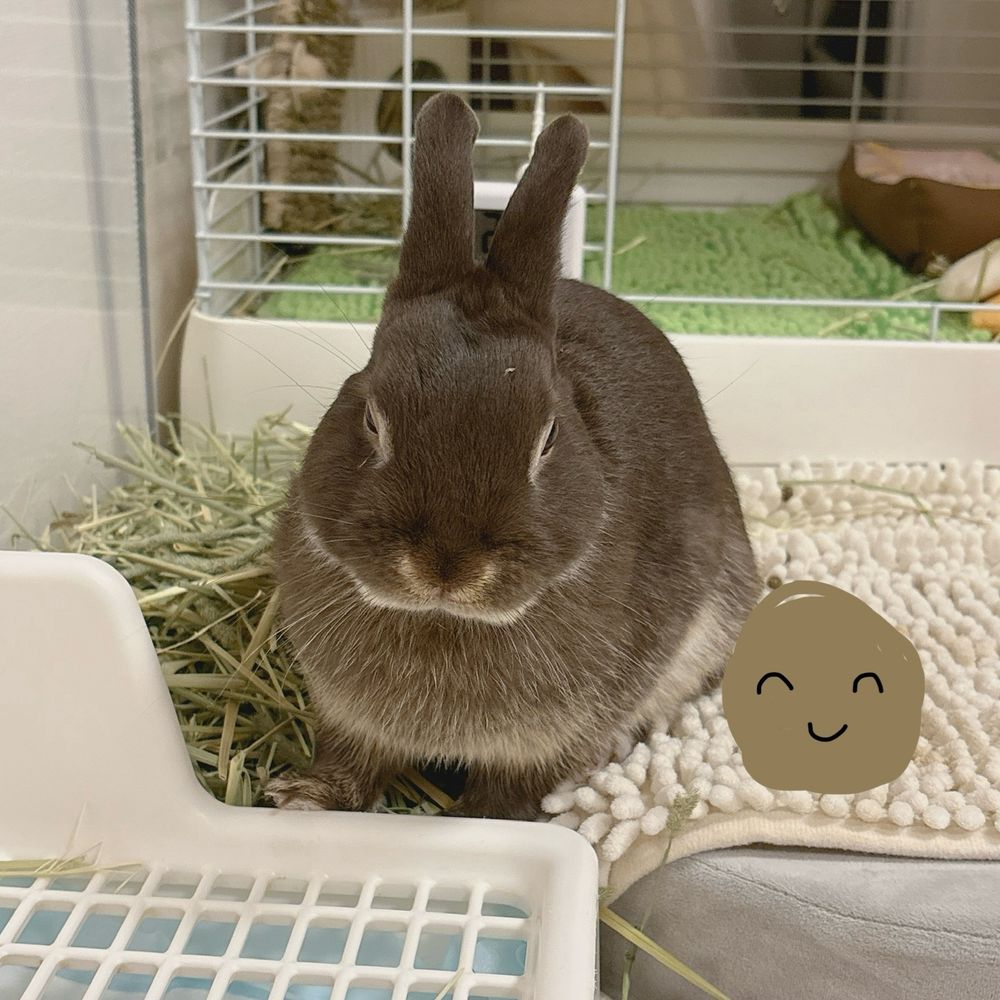 中途半端なすきまで寝るうさぎ