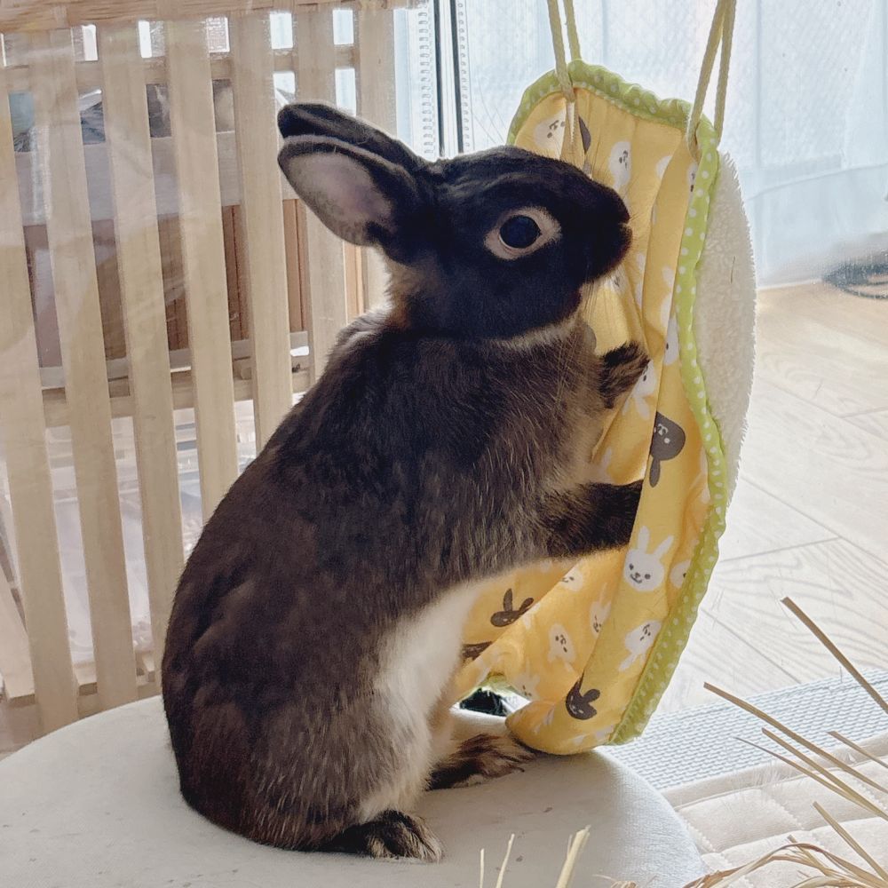 おふとんが気になるうさぎ