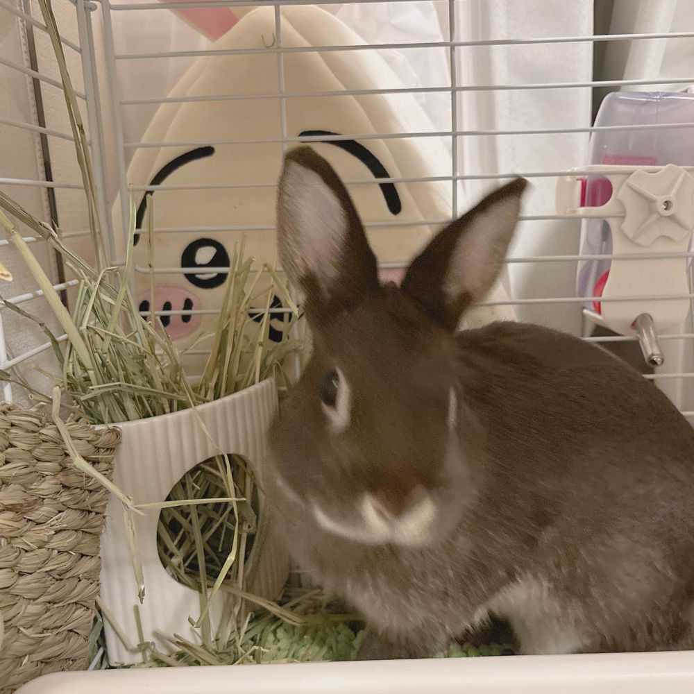 逃げる寸前のうさぎ