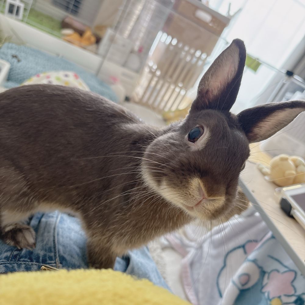 飼い主の腹の上に乗るうさぎ