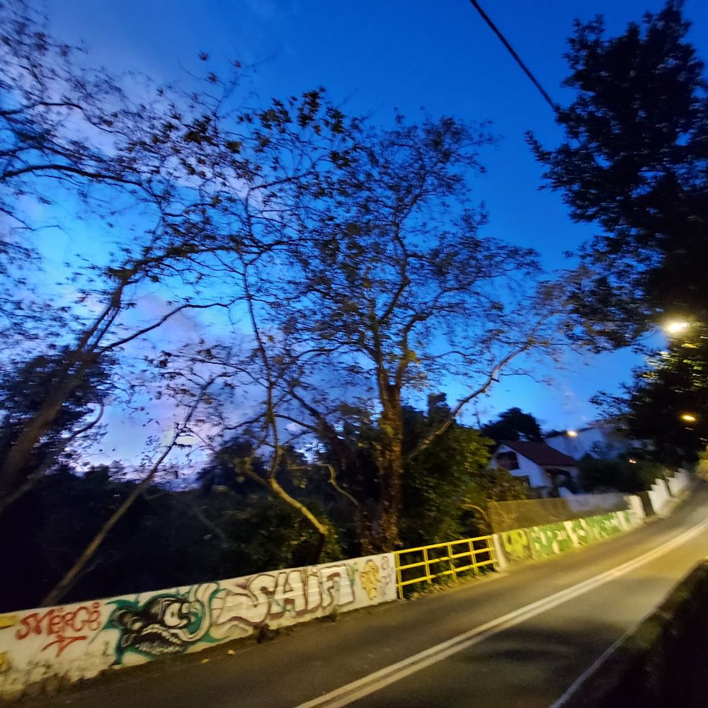 Winter evening light with trees and sky