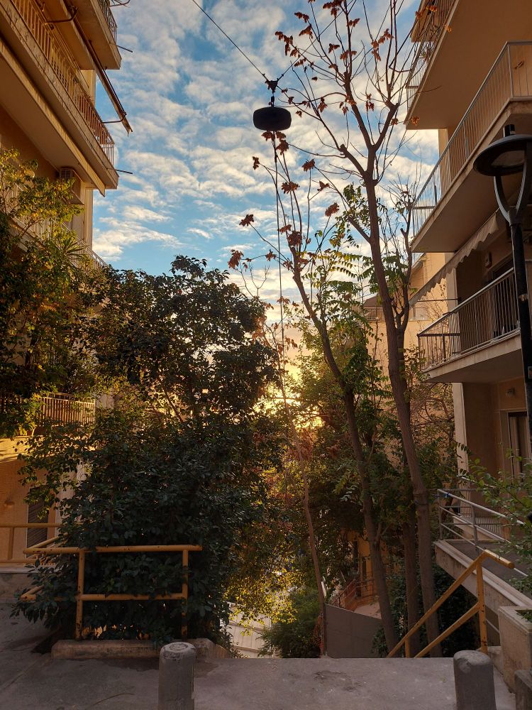 Afternoon sun between the trees