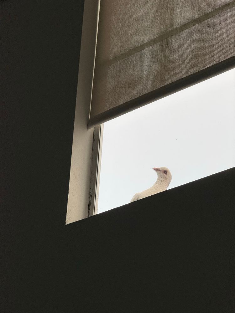 birb peering in through the window