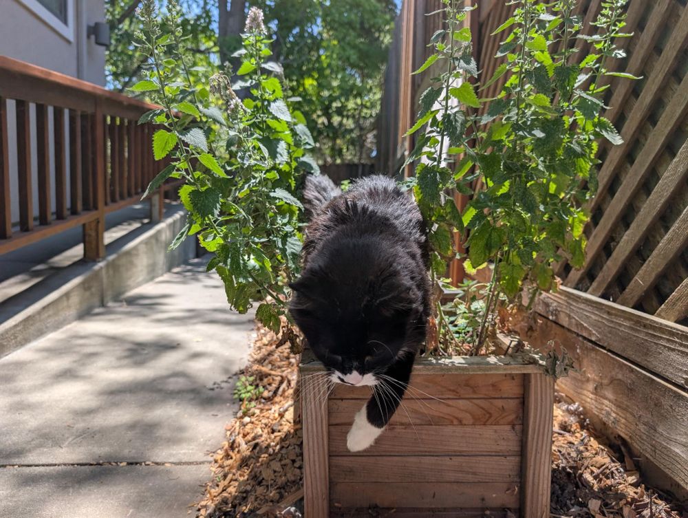 A photo of Pico, a fluffy tuxedo cat, in the middle of jumping down from a planter full of cat nip.