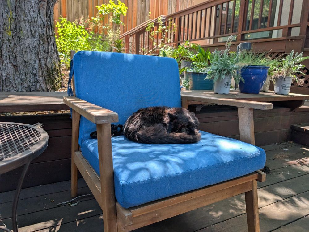 A photo of Pico curled up on a blue chair cushion in the backyard.