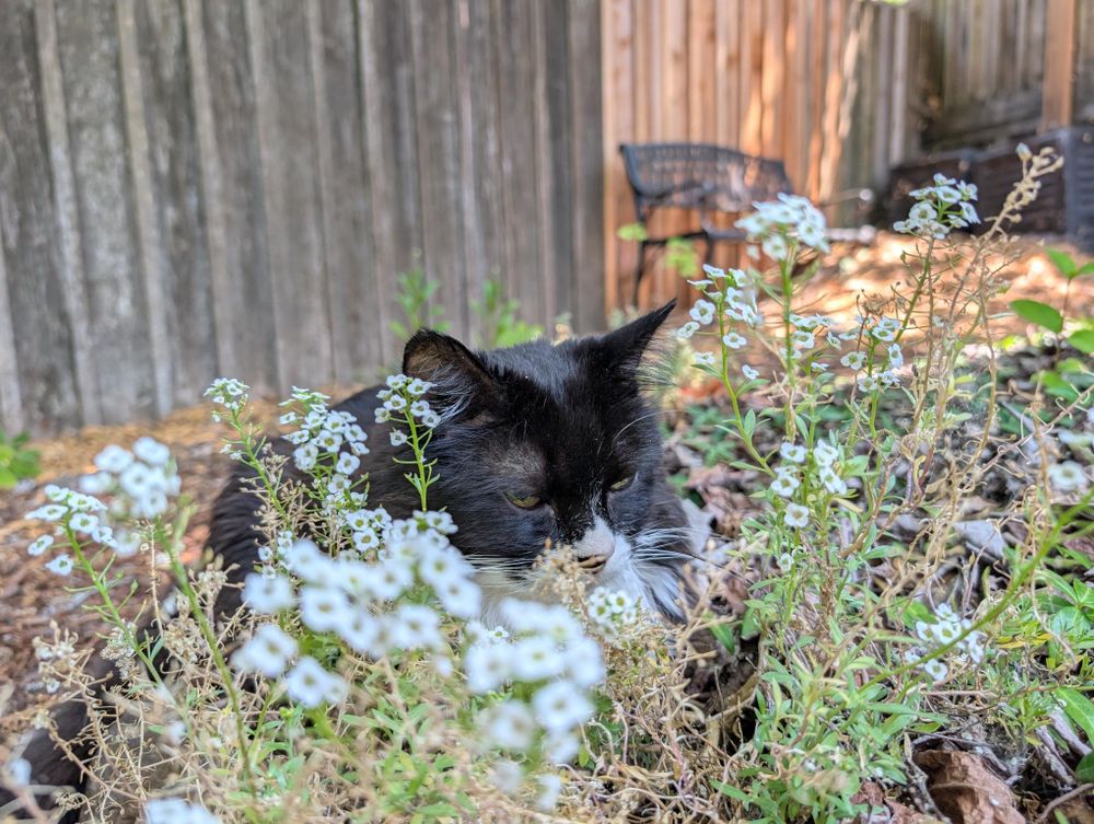 Pico, a tuxedo cat, loafs next to sweet alyssum, a leggy little plant with clusters of tiny white flowers.