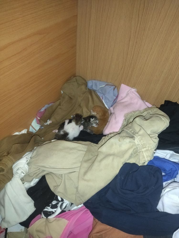 Three kittens sleeping on top of a pile of old unused clothes at bottom of the closet