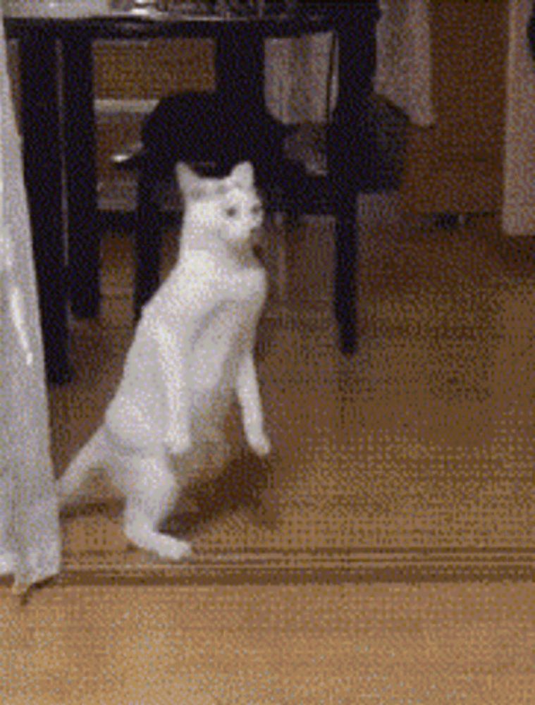 a white cat is standing on its hind legs in a living room