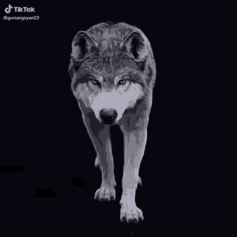 a black and white drawing of a wolf standing in the dark .