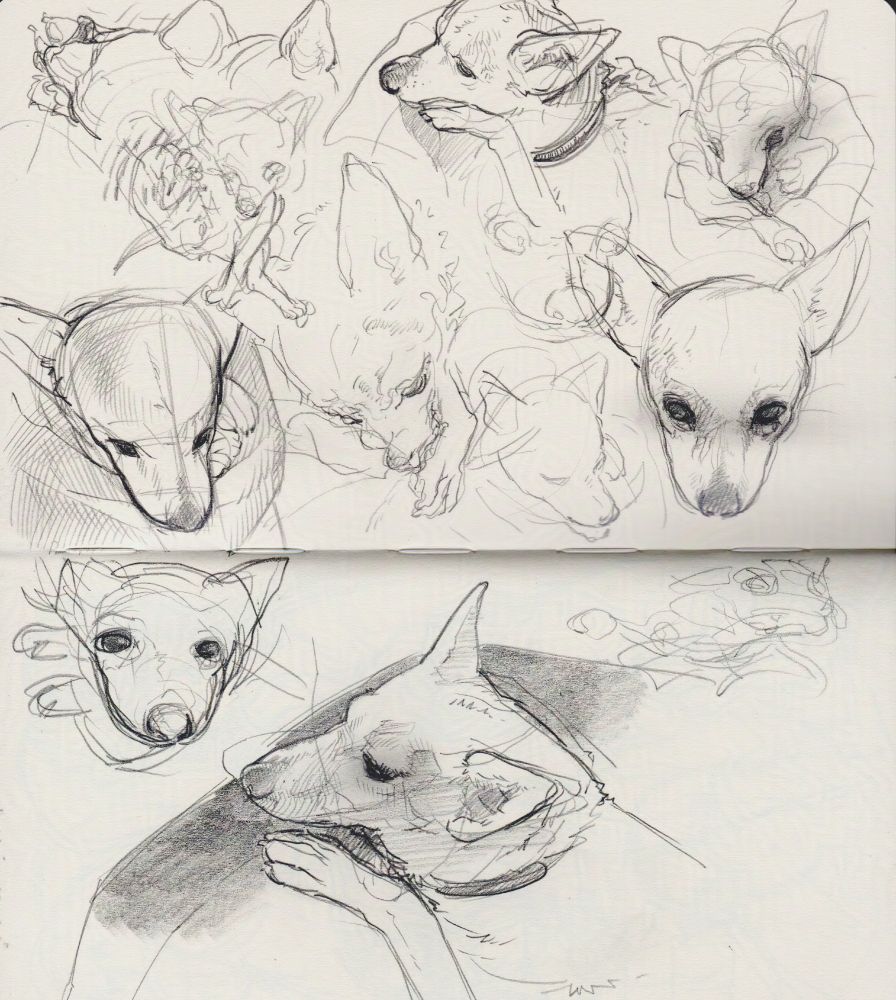 various graphite pencil sketches of my dog in my sketchbook