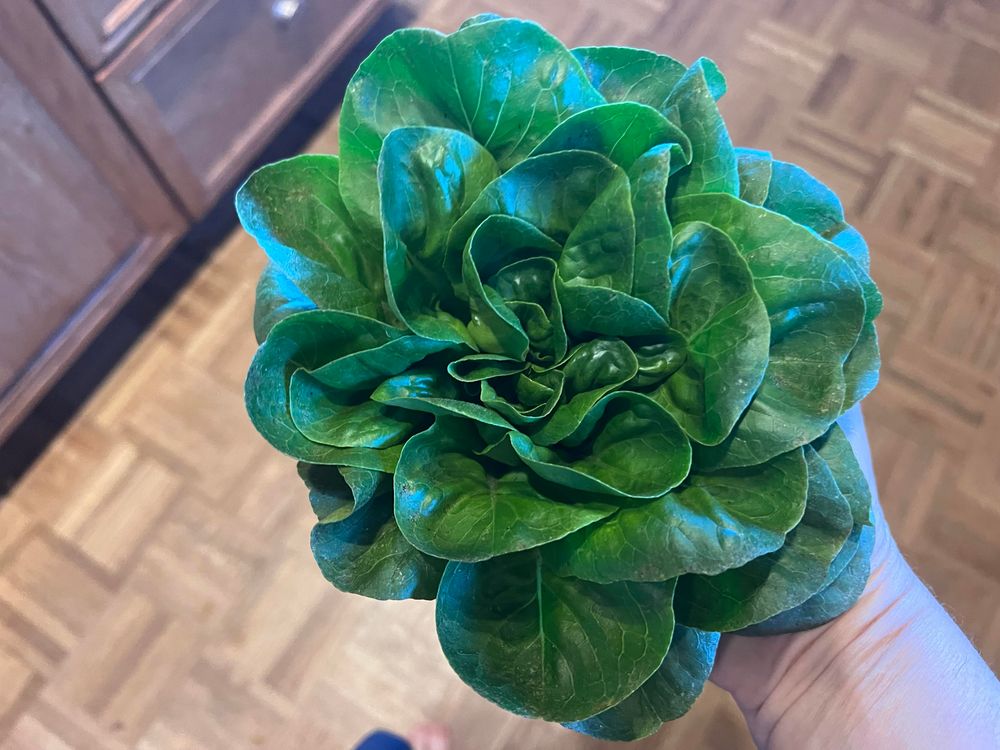 A hand holding a bright-green head of salanova lettuce, which looks like a flower about eight inches acrosss.