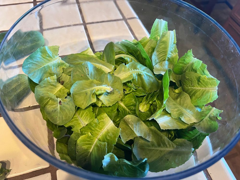 A bowl full of small green lettuce pieces, which is the same head of lettuce from the other photo, deconstructed.  All the leaves are roughly the same size.