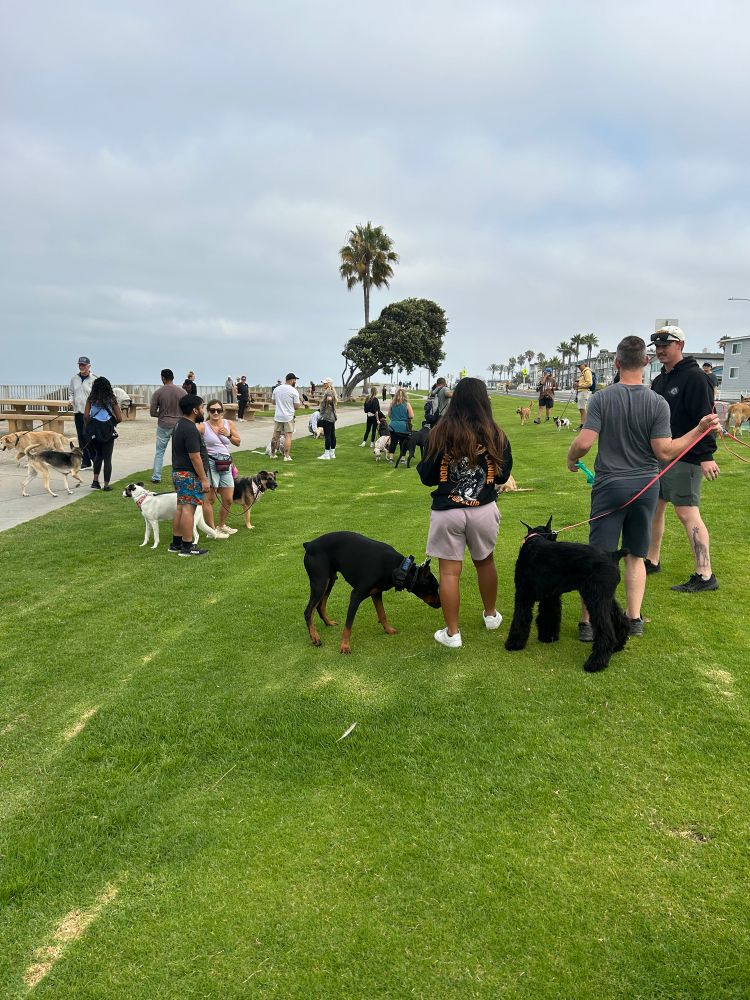 Group of dogs on the grass on a break at a group walk