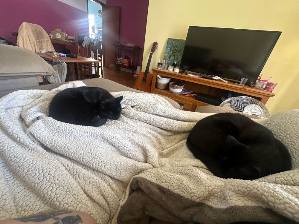 Dois gatos pretos estão dormindo enroscados em uma manta clara em cima de uma cama ou sofá. Ambos estão em posição de bolinha, próximos um do outro. Ao fundo, há uma estante com uma TV desligada, alguns objetos decorativos, um ventilador e um violão encostado. Também é possível ver uma mesa com cadeiras e uma porta aberta, que dá para outro cômodo iluminado.