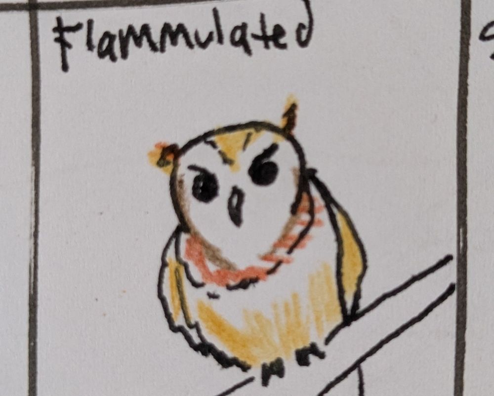 Drawing of a little owl. 